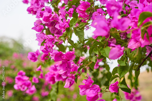 A vibrant close-up photograph of pink bougainvillea flowers in full bloom. The image features clusters of bright magenta-purple bracts interspersed with small green oval leaves on thin woody