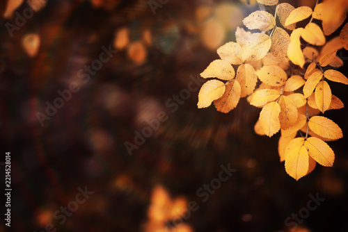 Beautiful Nature Autumn landscape. Scenery view on autumn city park with golden yellow foliage in Sunny day. Walking path in the city Park strewn with autumn fallen leaves.