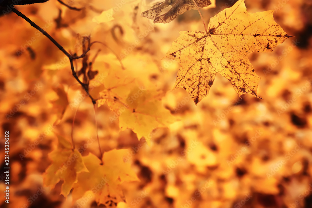 Fototapeta premium Lively closeup of falling autumn leaves with vibrant backlight from the setting sun