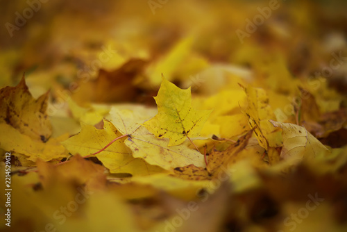 Beautiful autumn landscape with yellow trees and sun. Colorful foliage in the park. Falling leaves natural background