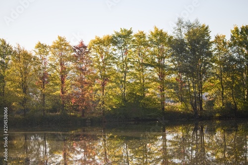Autumn trees line reflection in calm water lake at sunny day
