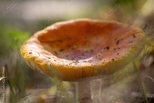 mushroom in the forest
