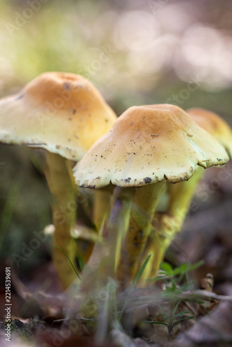 mushroom in the forest