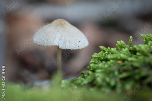 mushroom in the forest