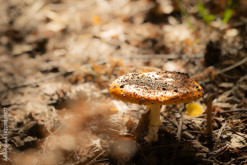 fly agaric mushroom