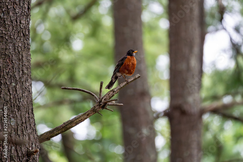 Robin perched on a pine branch in a forest with fluffed breast feathers. Profile view