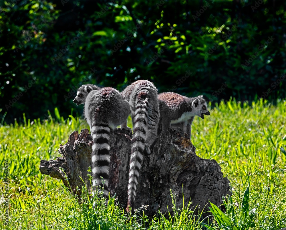 Fototapeta premium Three ring-tailed lemurs on the stump. Latin name - Lemur catta