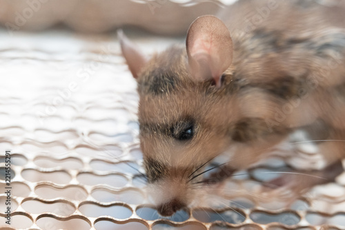 Obraz na plátně Close up rat in a metal trap