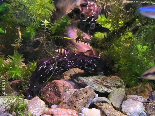 fish in aquarium