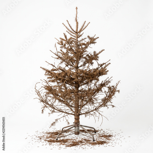 Dry, shedding Christmas tree isolated on white background  