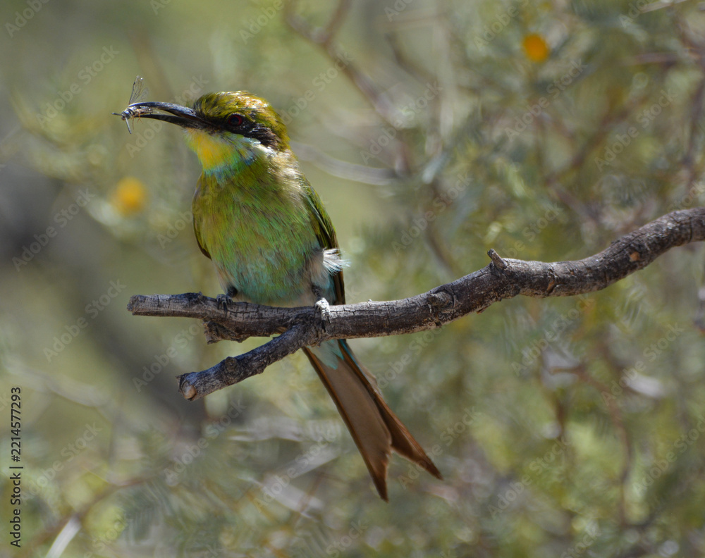 Obraz premium Swallow-tailed Bee-eater, Merops hirundineus, frontal view with insect prey in beak perched on acacia branch, Kgalagadi 