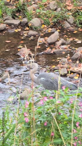A grey heron (Ardea cinerea) successfully catches a small fish and swallows it. A scene from the wild set against an autumn landscape, with fallen leaves in the water.
