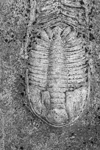 Black and white closeup trilobite fossil embedded in rock. Natural bacground. Vertically.