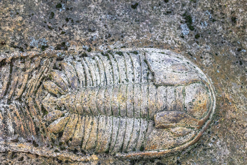 Closeup trilobite fossil embedded in rock. Natural bacground. Horizontally. 