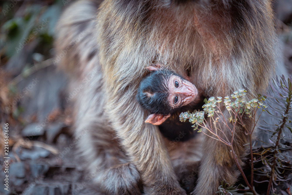 Fototapeta premium Macaque monkey in the forests of Algeria