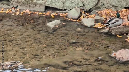 A gray duck is swimming in a clear river.
