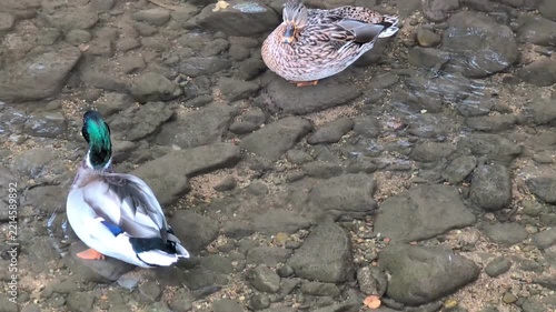 Pair of mallard ducks preening feathers in clear shallow stream over stones.