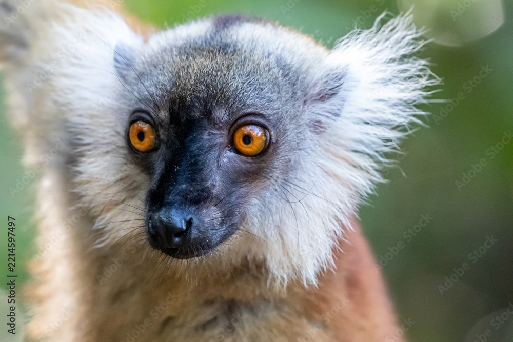 Fototapeta premium Madagascar, Nosy Be, Black Lemur (Eulemur macaco), female, portrait
