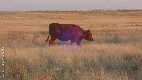 A brown cow grazing in a sun-baked meadow in the evening at sunset