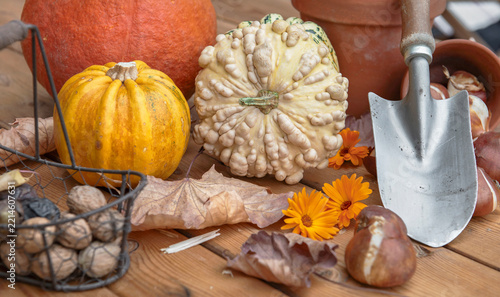 autumnal  harvesting from garden with  little squash and decorative gourd wit...