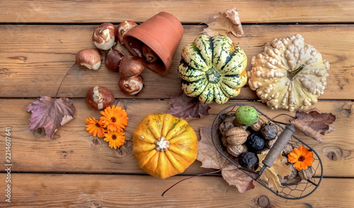 top view on autumnal decor with  little squash and decorative gourd, nuts in....