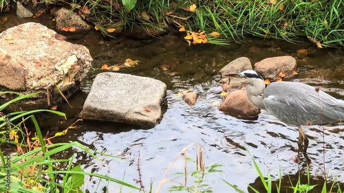Grey heron catching and eating a fish in a shallow stream during autumn