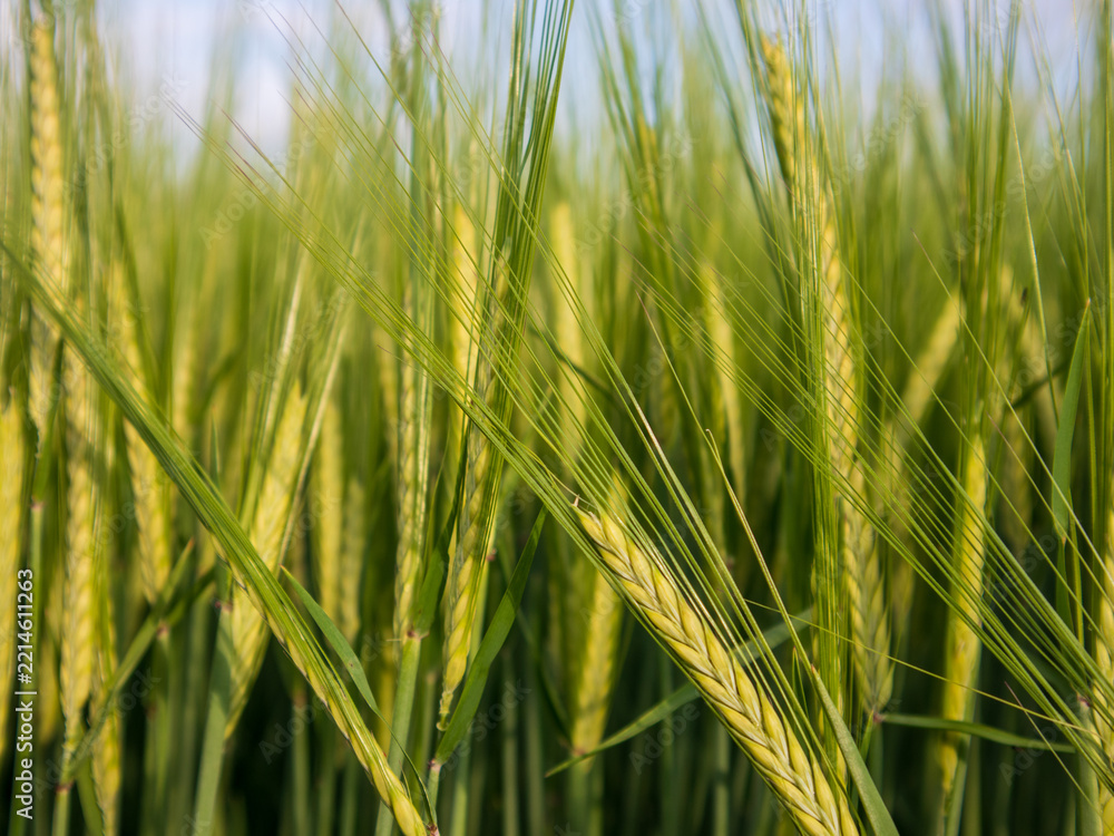 Obraz premium Wheat stalks stand tall in a field as they grow towards the sun on a clear day. The landscape shows green and yellow hues in the crops