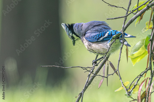 Blue jay looks towards the ground as it perches in a tree.