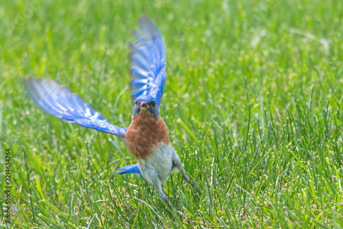 Eastern bluebird landing in the grass.