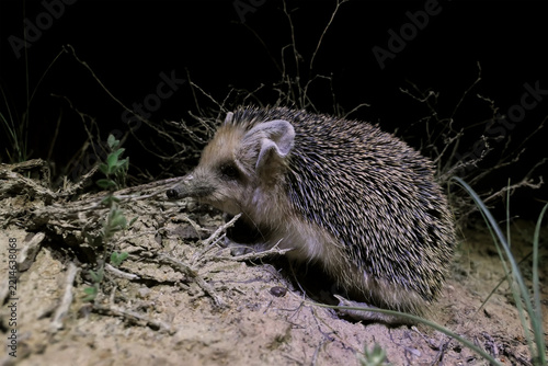 Juvenile of Long-eared hedgehog (Hemiechinus auritus) foraging at night, Southern Kazakhstan, Southern Kazakhstan
