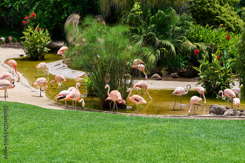 Flamingos in the water and on the grass, colored pink