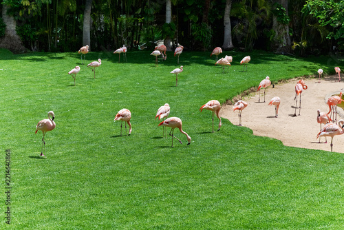Flamingos in the water and on the grass, colored pink