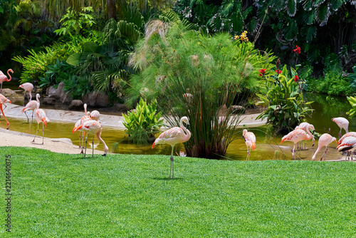 Flamingos in the water and on the grass, colored pink