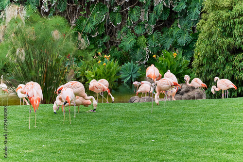 Flamingos in the water and on the grass, colored pink