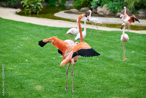 Flamingos in the water and on the grass, colored pink