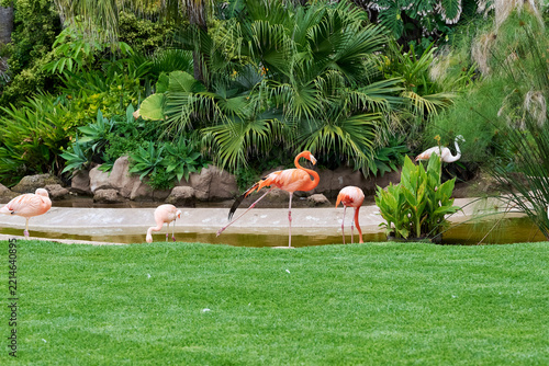 Flamingos in the water and on the grass, colored pink