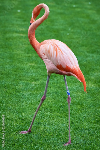 Flamingos in the water and on the grass, colored pink