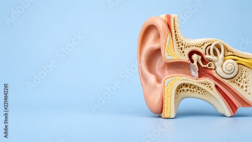 Anatomical Ear Cutaway with Cochlea and Inner Structures on a Blue Backdrop