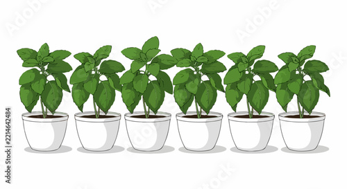 Basil plants in white pots vector illustration for branding banner