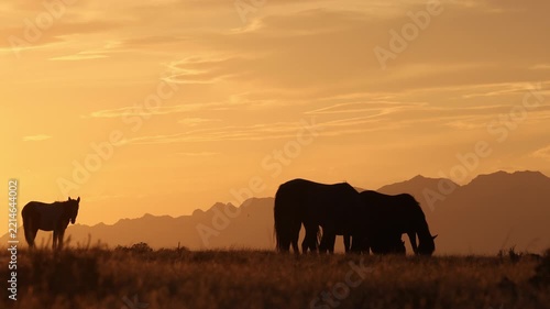 Wild Horses at Sunset in Autumn in the Utah Desert