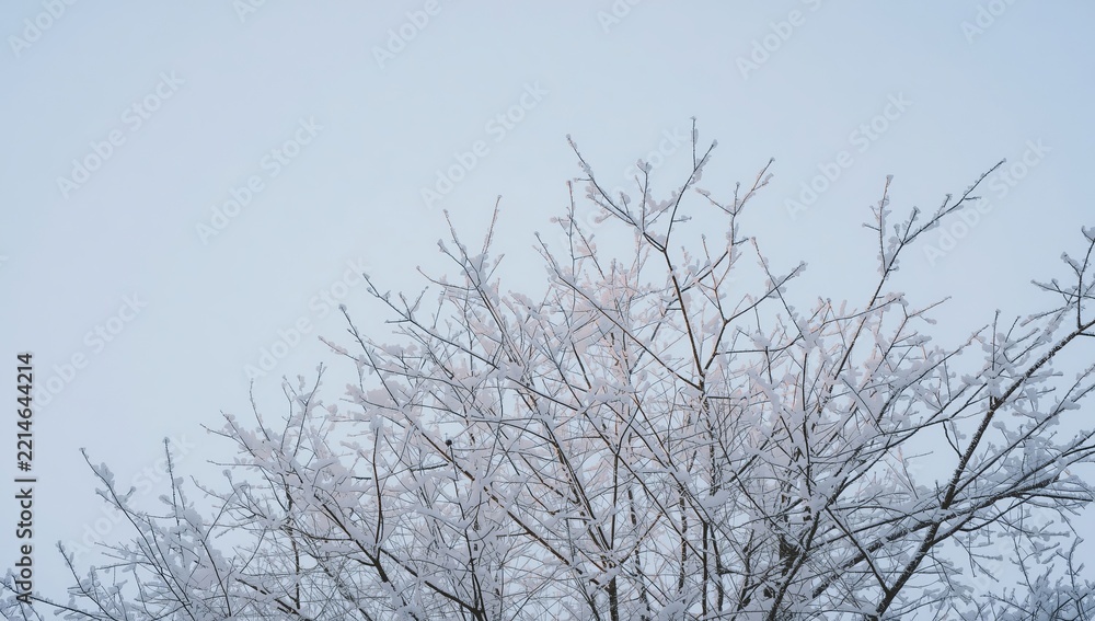 Fototapeta premium Bare Tree Branches Covered in Frost Against a Clear Sky