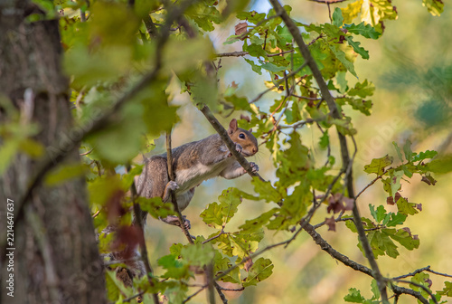 Eastern Gray Squirrel Climbing Among Oak Tree Branches