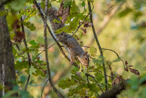Eastern Gray Squirrel Climbing Among Oak Tree Branches