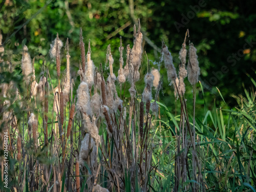 Mature Cattails Releasing Fluffy Seeds in a Natural Wetland Habitat