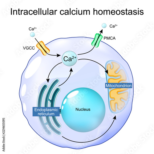 Intracellular calcium homeostasis. Close-up of cell with mitochondria and ER calcium store.
