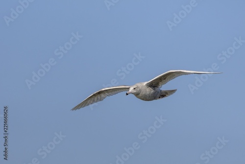 The two-year-old glaucous gull (Larus hyperboreus) is easily recognised by its two-coloured beak, which is an important identifying feature, vagrant, rarity, juvenile plumage, May, Denmark