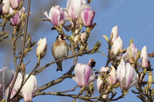 European goldfinch (Carduelis carduelis) adult garden bird in a magnolia tree with blossom flowers in spring, England, United Kingdom