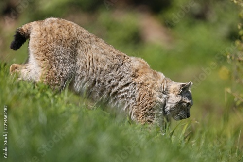 Lynx, eurasian lynx (Lynx lynx) walking in a meadow, captive