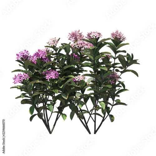 Ixora Plant Shrub with Pink Flowers Isolated 3D Asset
