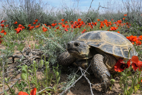 Russian or Central Asian tortoise (Testudo horsfieldii) crawls among blooming poppies in a desert area of ​​southern Kazakhstan